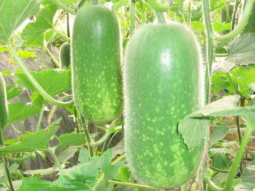 半城吃瓜,揭秘都市里的闲言碎语与生活百态