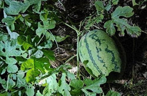 隔壁村吃瓜,一窥乡村生活百态