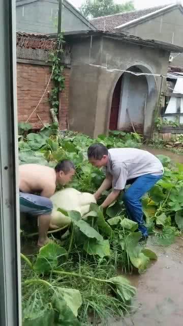 隔壁村吃瓜,一窥乡村生活百态