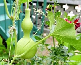 怀仁吃瓜详情,揭秘背后真相与网络舆论风暴