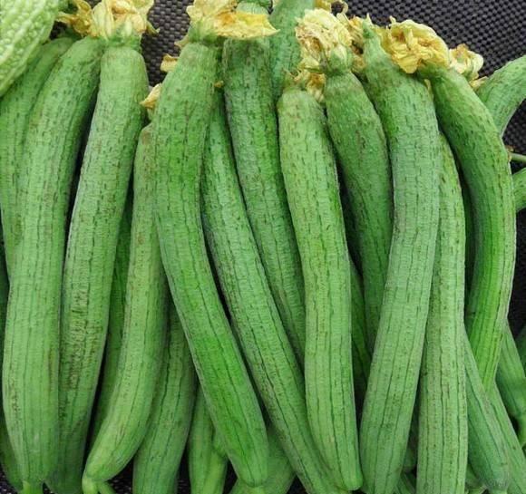 女性常吃此瓜,美容养颜、健康养生两不误