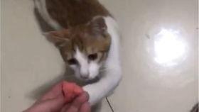 吃瓜搞笑猫咪图片,猫咪吃瓜表情包大盘点
