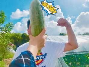 吃瓜观察,吃瓜群众视角下的娱乐圈风云录