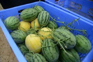 西安本地吃瓜群,揭秘本地美食圈的那些事儿