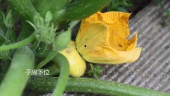 西安本地吃瓜群,揭秘本地美食圈的那些事儿