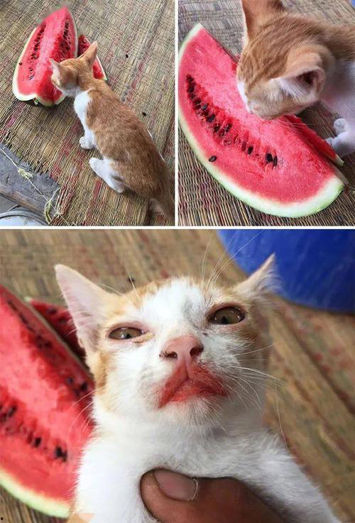 狗血吃瓜黄毛后续,真相大白，反转再反转