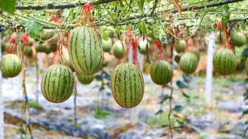 映月湖吃瓜,夏日炎炎，欢乐无限