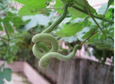 哪里吃蛇瓜,从田间到餐桌的味蕾冒险