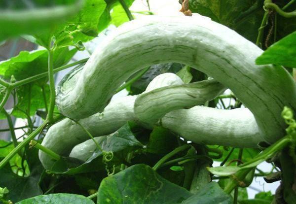 哪里吃蛇瓜,从田间到餐桌的味蕾冒险