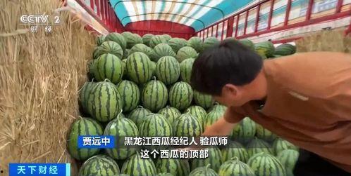 吃瓜很香,品味生活百态