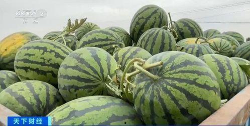 吃瓜很香,品味生活百态