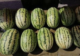 天冷吃瓜图,天冷吃瓜图解冻时光