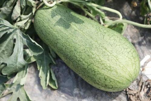 石瓜什么季节吃,夏季清凉解暑佳品