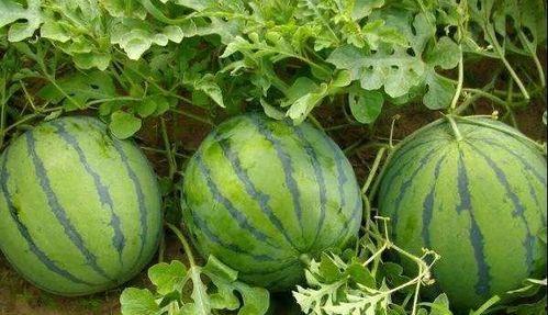 梗梗吃瓜,揭秘娱乐圈那些不为人知的幕后故事